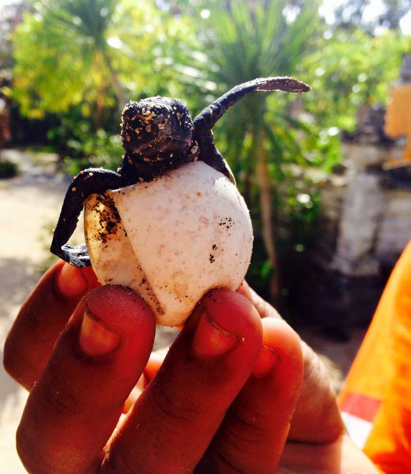 Turtle Conservation