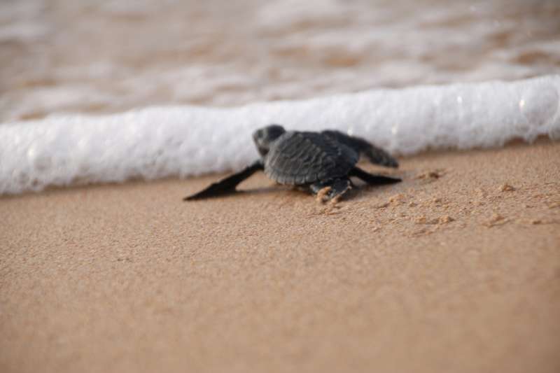 Turtle Conservation