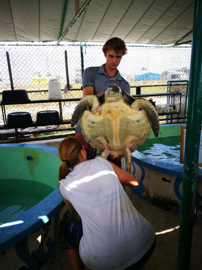 Turtle Conservation
