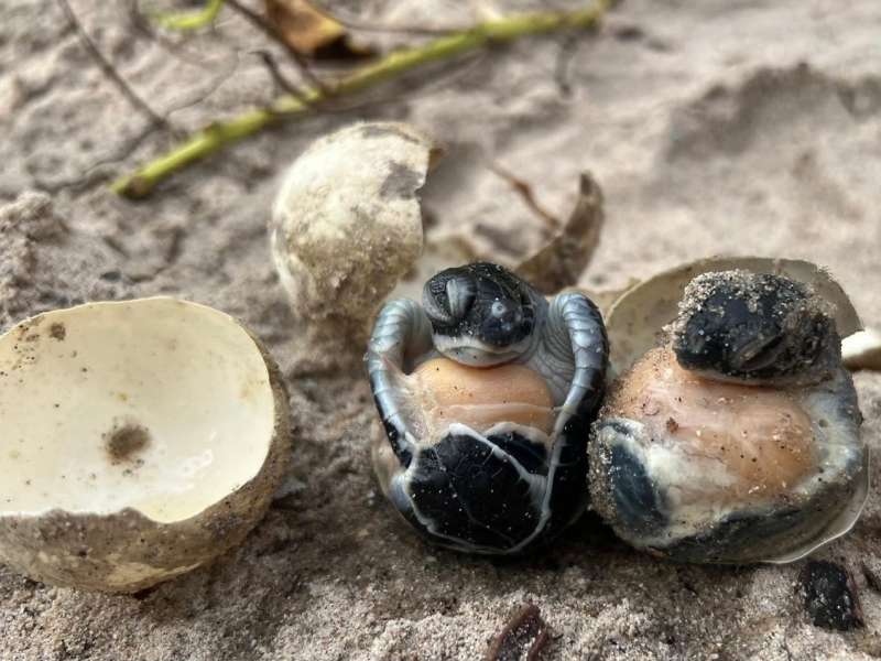 Turtle hatching
