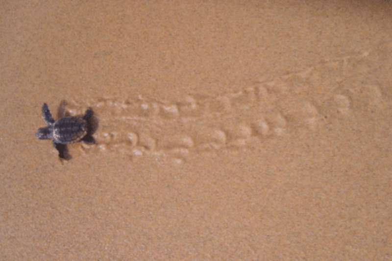 Turtle