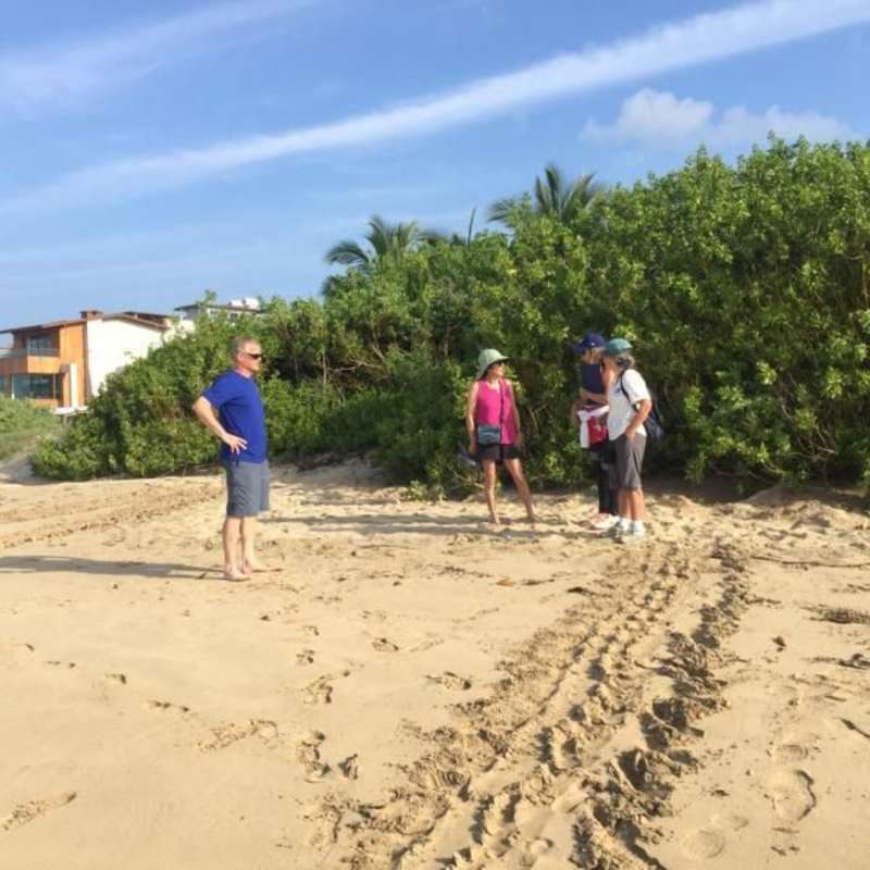 sea turtle nest monitoring