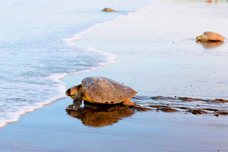 turtle