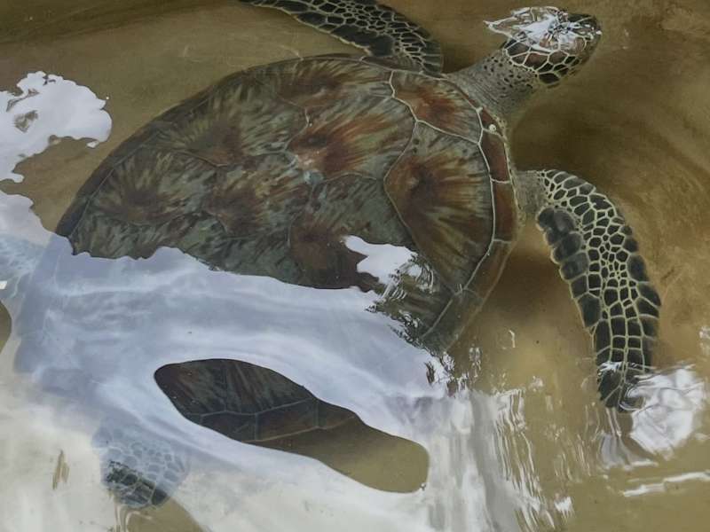 Turtle