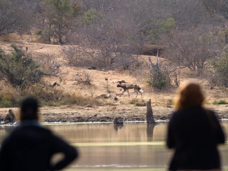 Two ACE volunteers watching a wild dog on the other side of the water