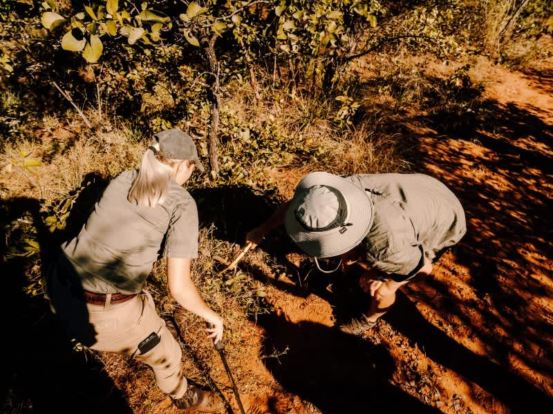 Two guides examining tracks on a dirt path in Kruger on a Penda Photo Tour