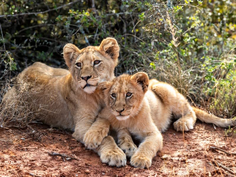 Two lion cubs resting together in the bush on a South Africa Penda Photo Tours