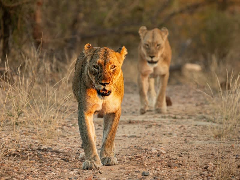 Two lionesses walking down a dirt track at golden hour in Kruger on a Penda Photo Tour Safari