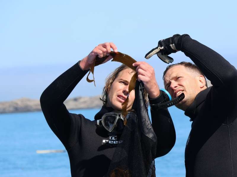 Two people in wetsuits and diving gear examine a piece of kelp freshly retrieved from the South Atlantic, with the Lüderitz coastline in the background.