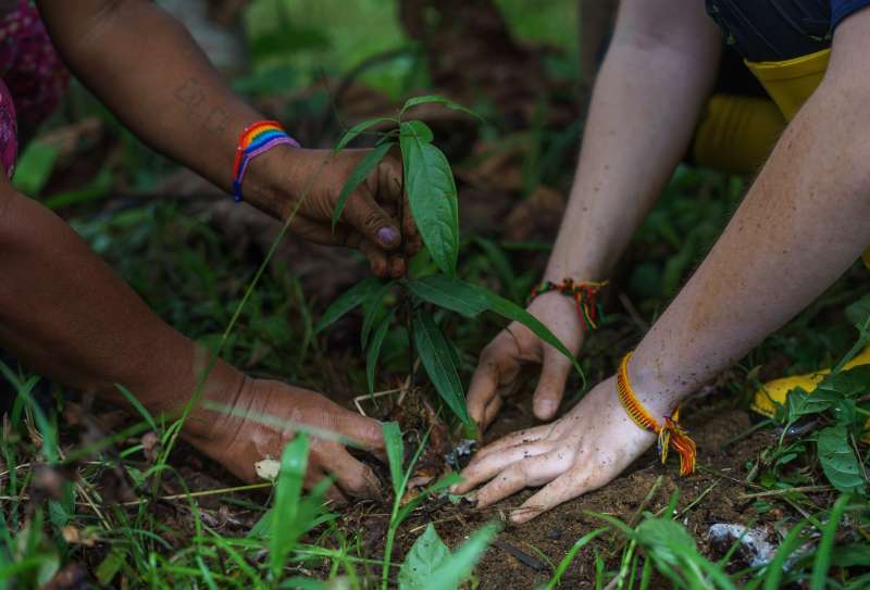Two sets of hands plant a plant. 
