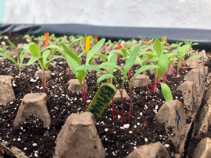 Urban Agriculture & Sustainable Farming Internship, Ecuador