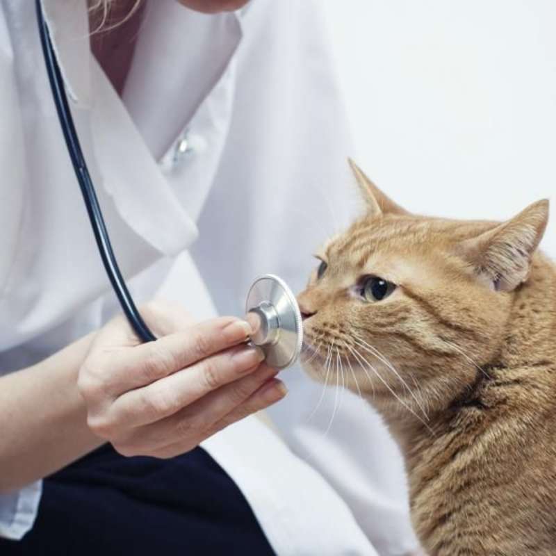 Volunteer as a Vet