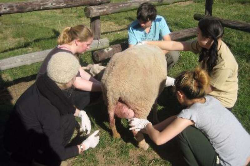 volunteers treating an animal