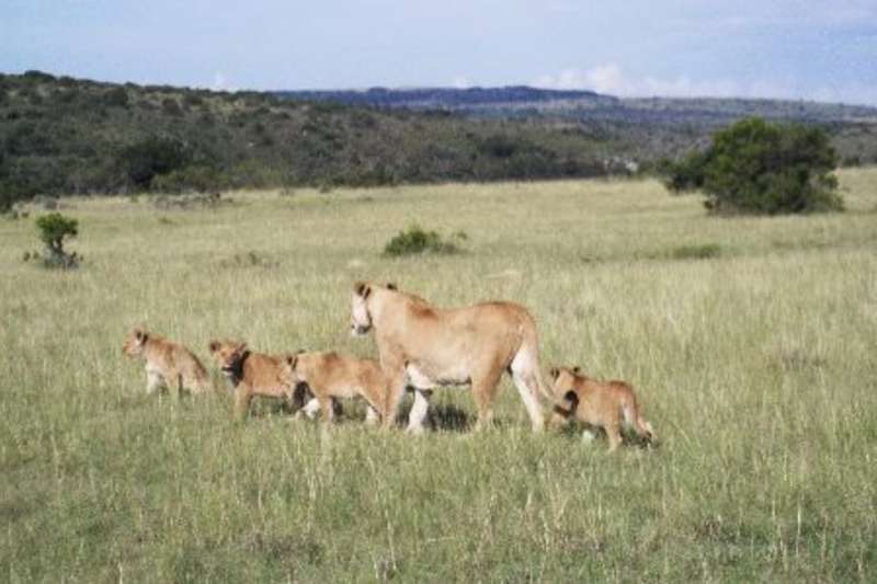 Lion family