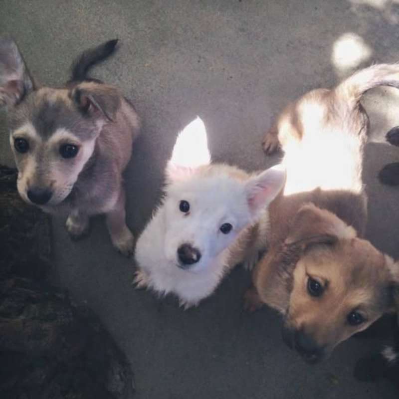 GoEco South Africa - Animal Rescue and Veterinary Shelter