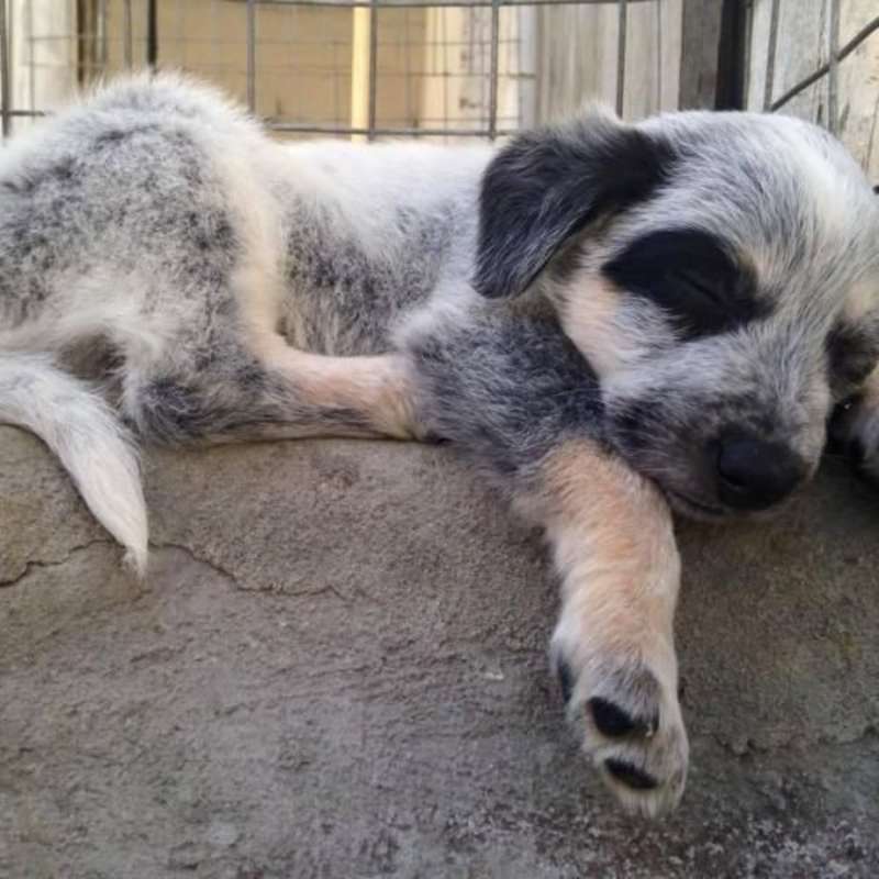 GoEco South Africa - Animal Rescue and Veterinary Shelter