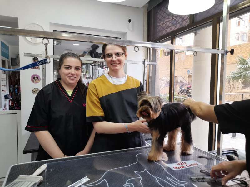 Vet internship