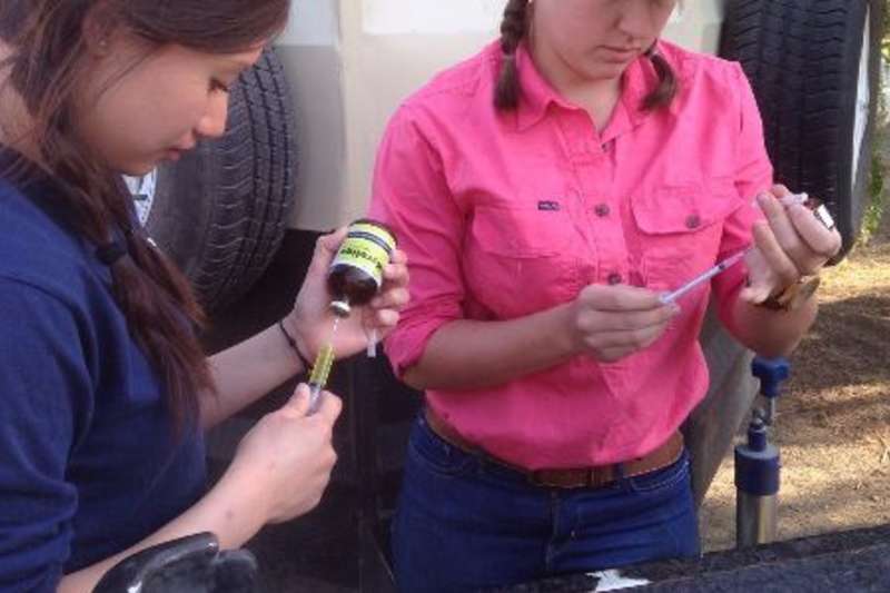 vet volunteers prepare vaccine