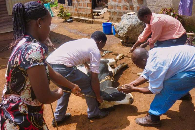 Veterinary Internship at Kilimanjaro, Tanzania