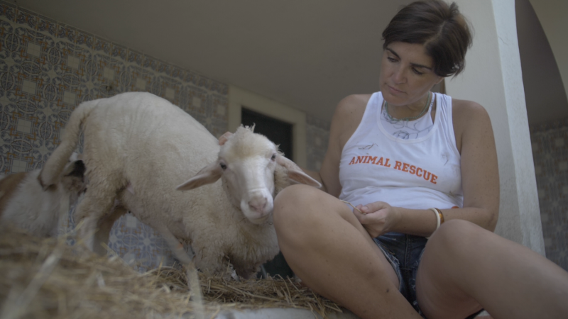 Veterinary Internship in Portugal