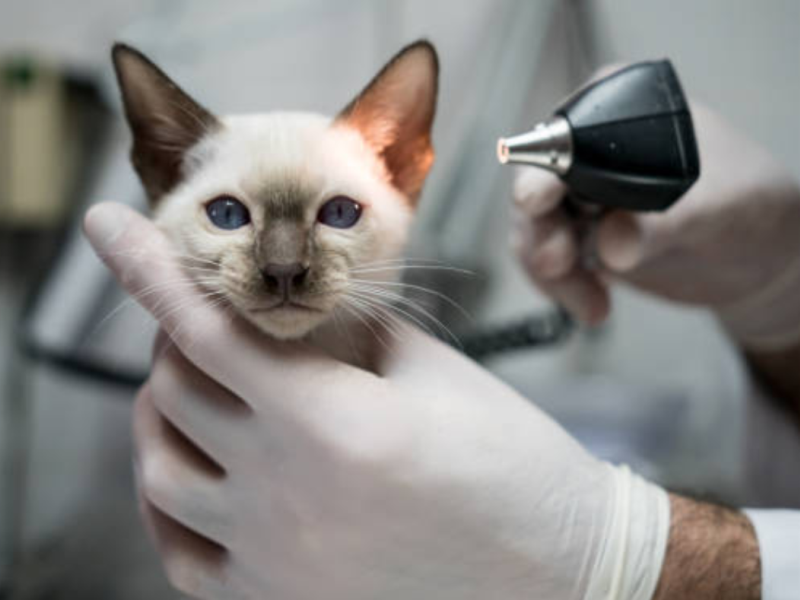 Veterinary Internship