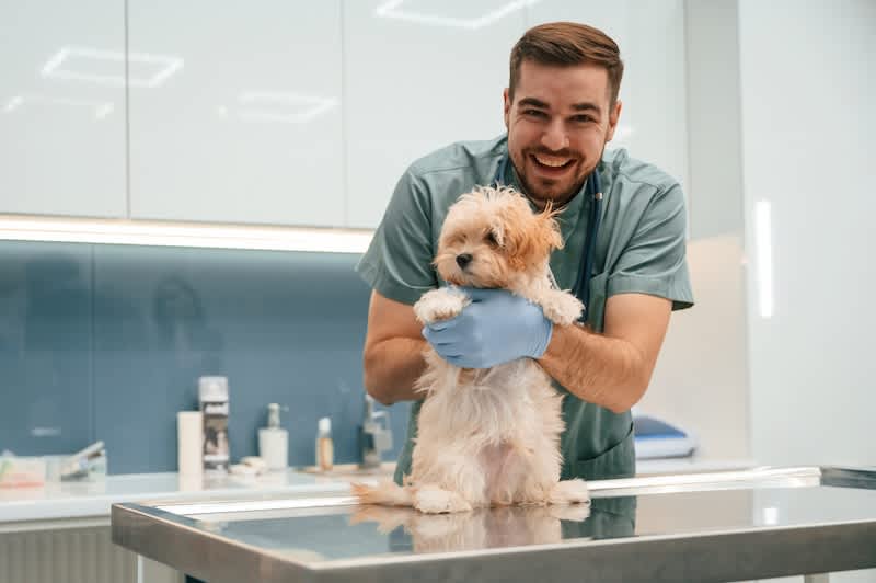 Veterinary internships