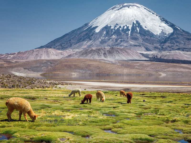 View of mountain with alpacas