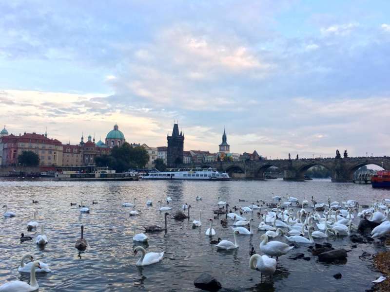 Virtual International Internships in Czech Republic