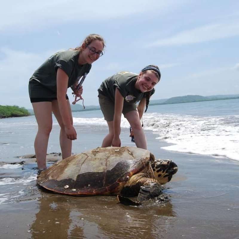 Volunteer in Marine Conservation