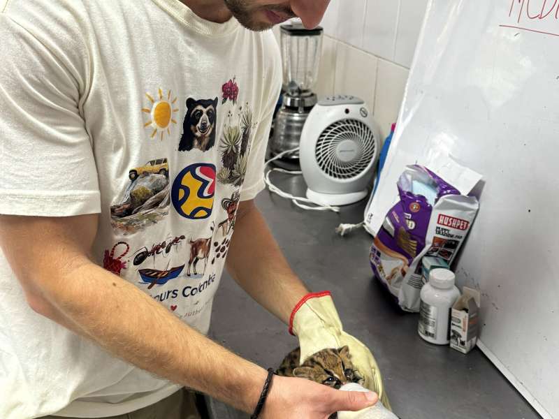 volunteer feeding a baby ocelot