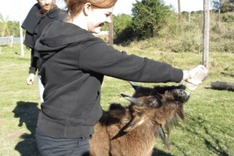 volunteer feeding an animal