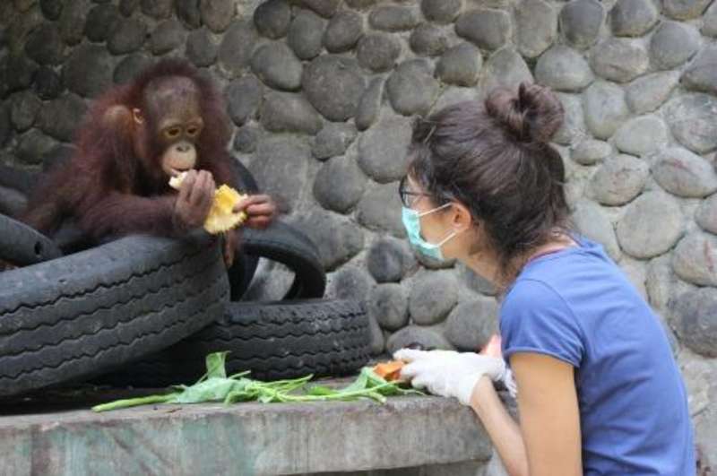 Indonesia - Orangutan and Wildlife Rescue Center — photo 2