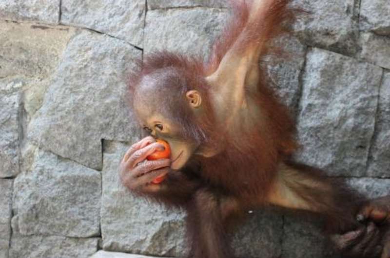Indonesia - Orangutan and Wildlife Rescue Center — photo 1