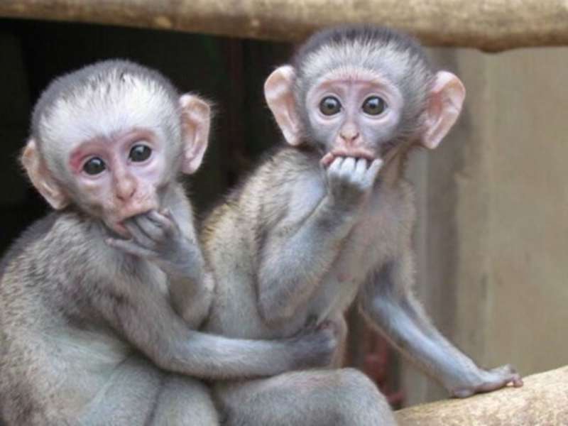 Wildlife Rescue Center
