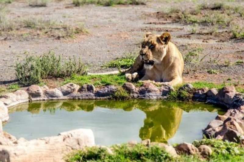 GoEco South Africa - Wild Cat Sanctuary