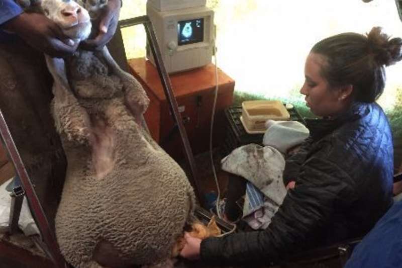 volunteer observing a sheep
