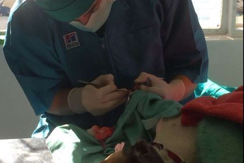 volunteer treating a dog