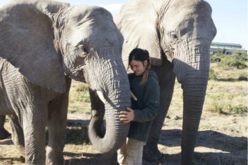 volunteer with elephants