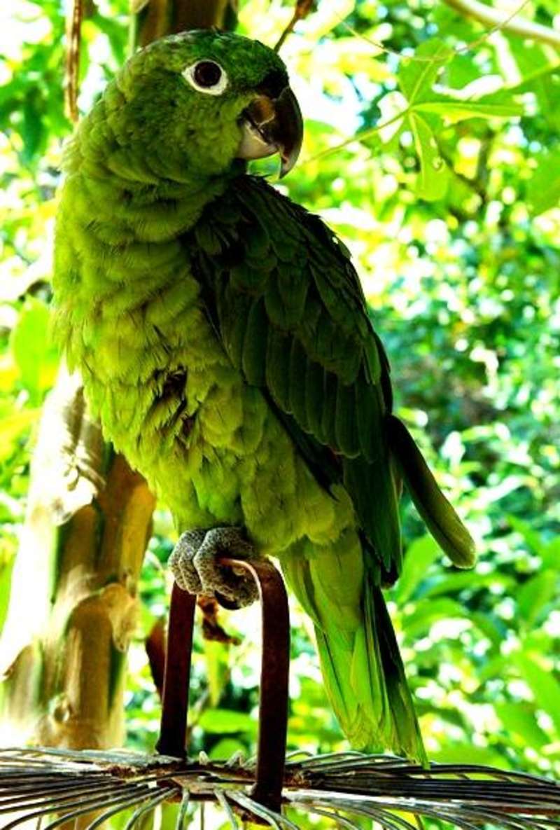 Volunteer in Costa Rica 