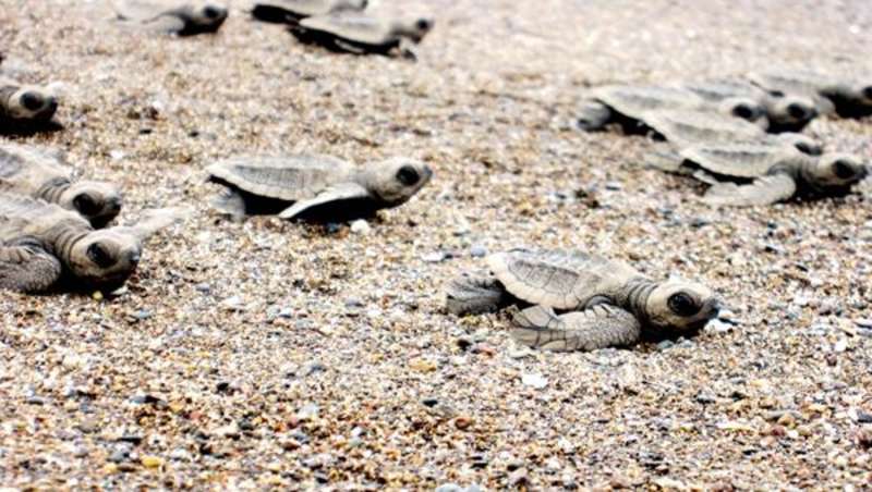 Volunteer in Costa Rica 