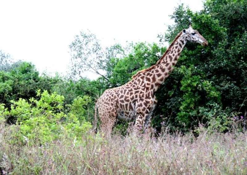 Volunteer in Tanzania 