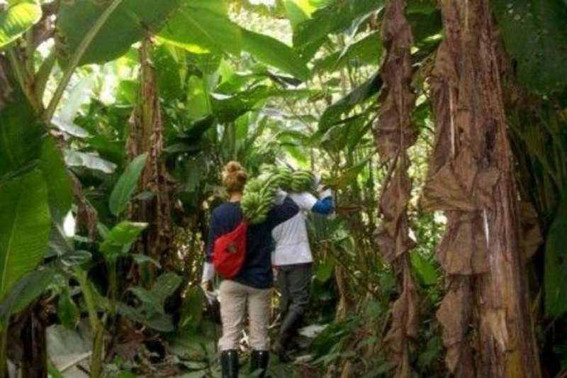 volunteer carrying bananas