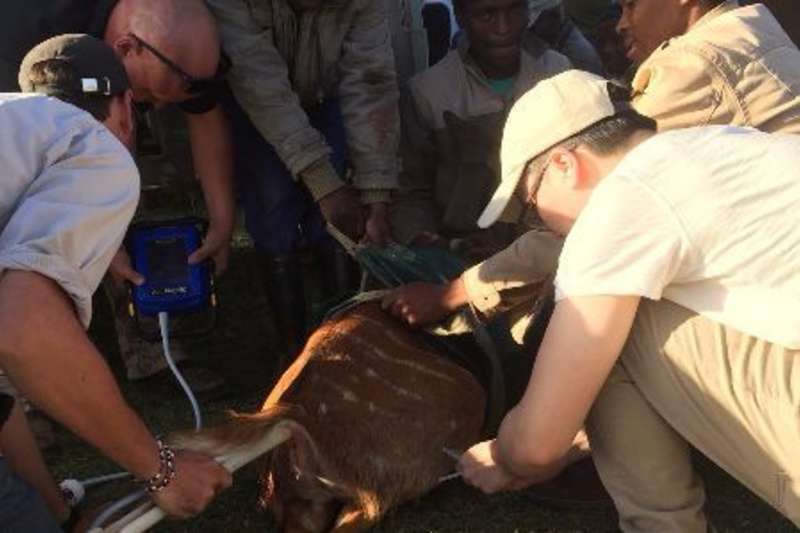 volunteers huddle on an animal