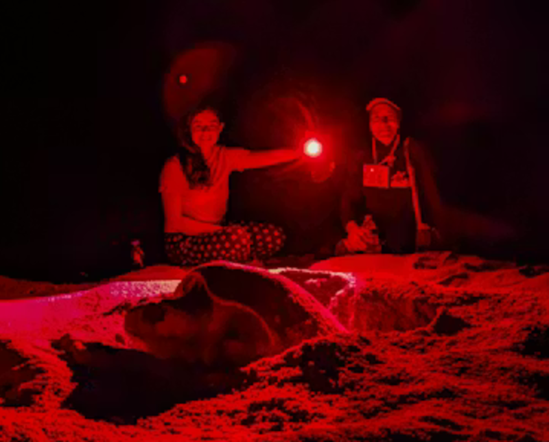 Volunteers Observing Turtles at Night
