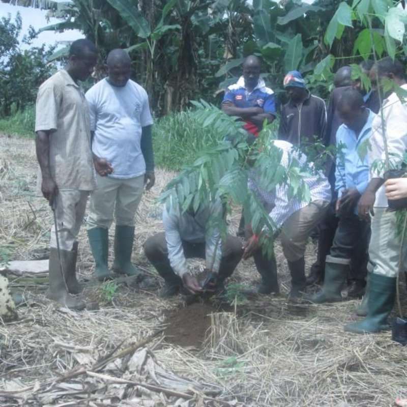 planting a tree