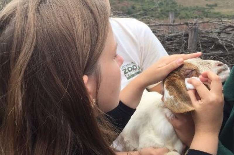 volunteers treating a sheep