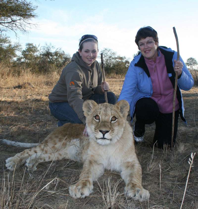 Volunteers with a lion