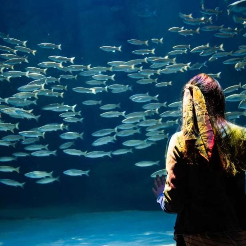Aquarium Internship