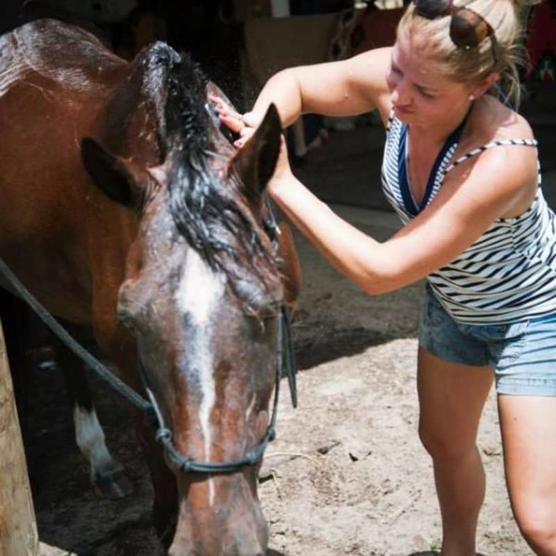 Volunteer in Horse Conservation