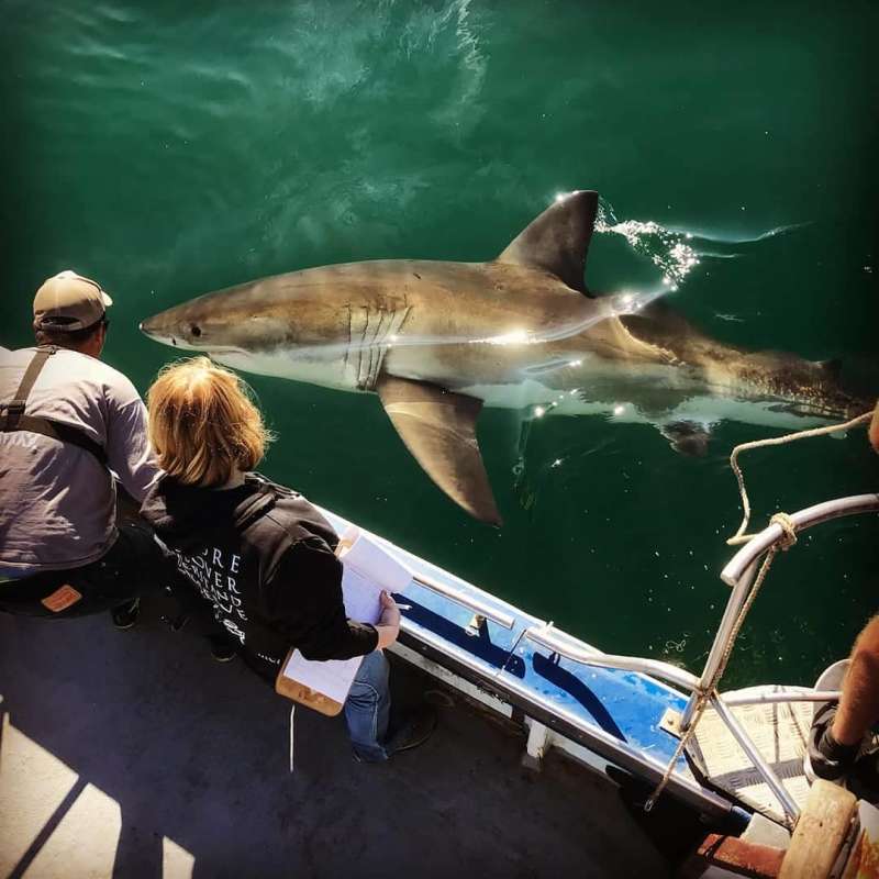white shark population study
